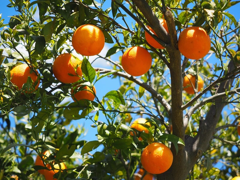 Citrus Fruits