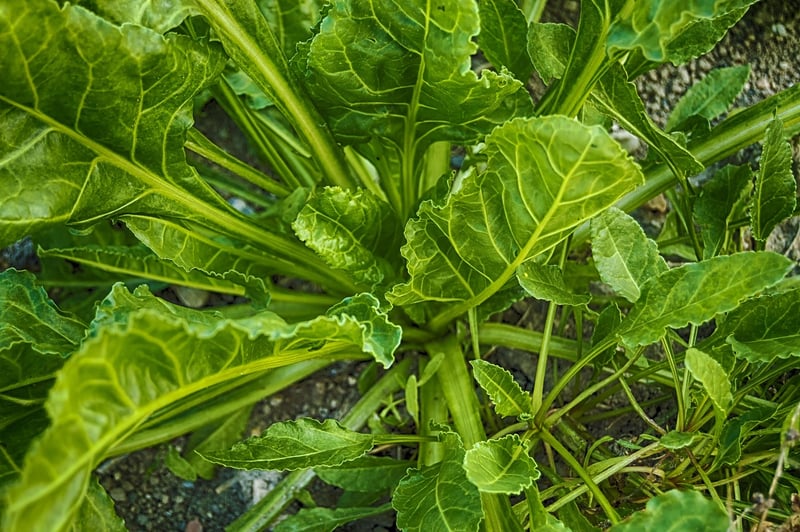 Leafy Greens